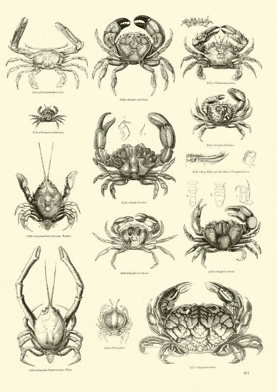 Página de The Pictorial Museum of Animated Nature de English School