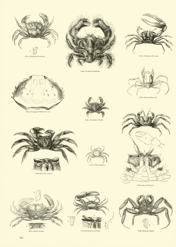 Página de The Pictorial Museum of Animated Nature de English School