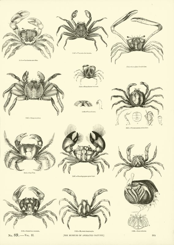 Página de The Pictorial Museum of Animated Nature de English School