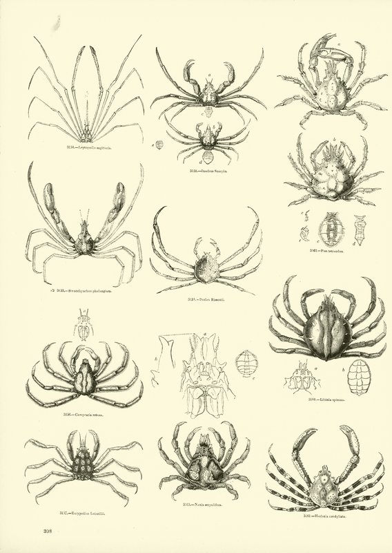 Página de The Pictorial Museum of Animated Nature de English School