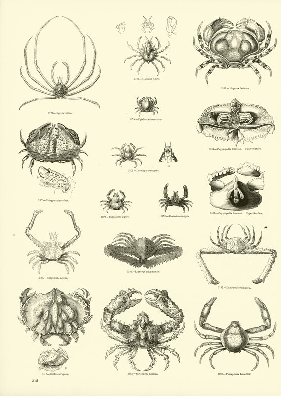 Página de The Pictorial Museum of Animated Nature de English School