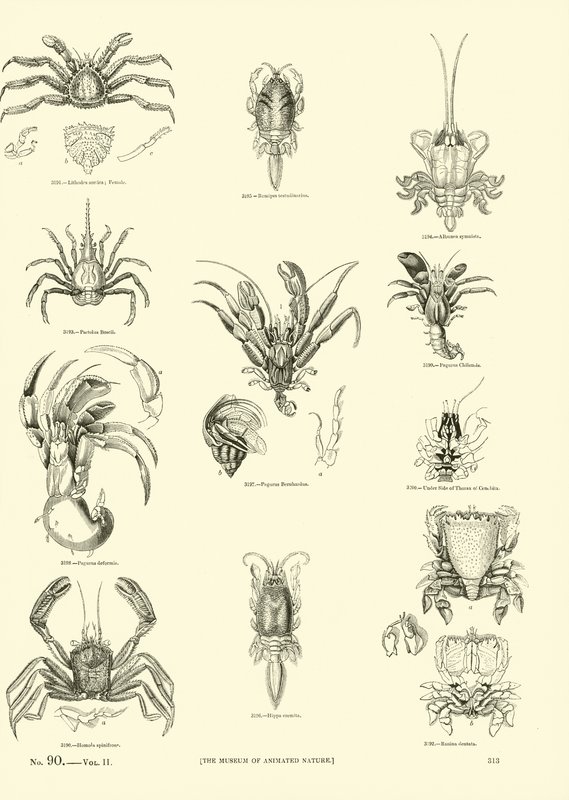Página de The Pictorial Museum of Animated Nature de English School