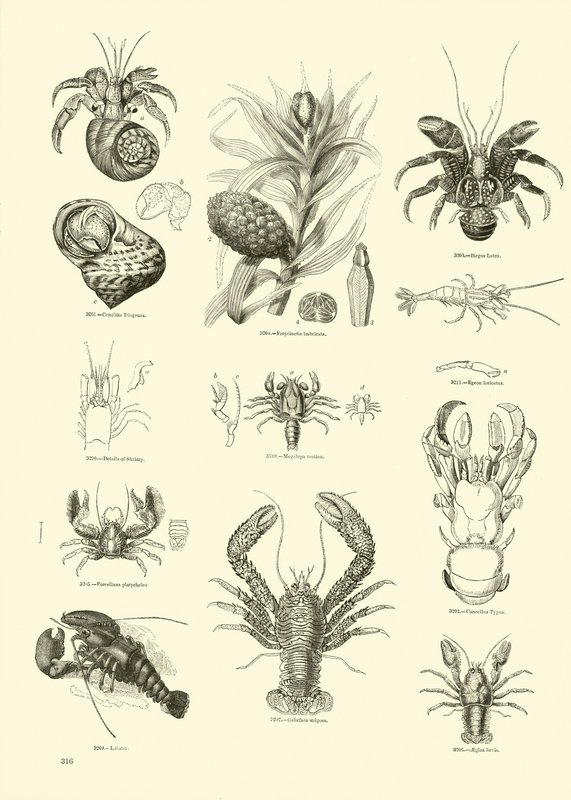 Página de The Pictorial Museum of Animated Nature de English School