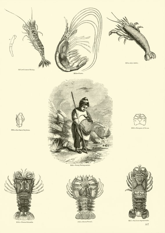 Página de The Pictorial Museum of Animated Nature de English School