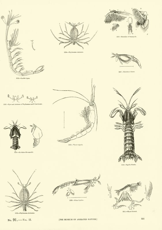 Página de The Pictorial Museum of Animated Nature de English School