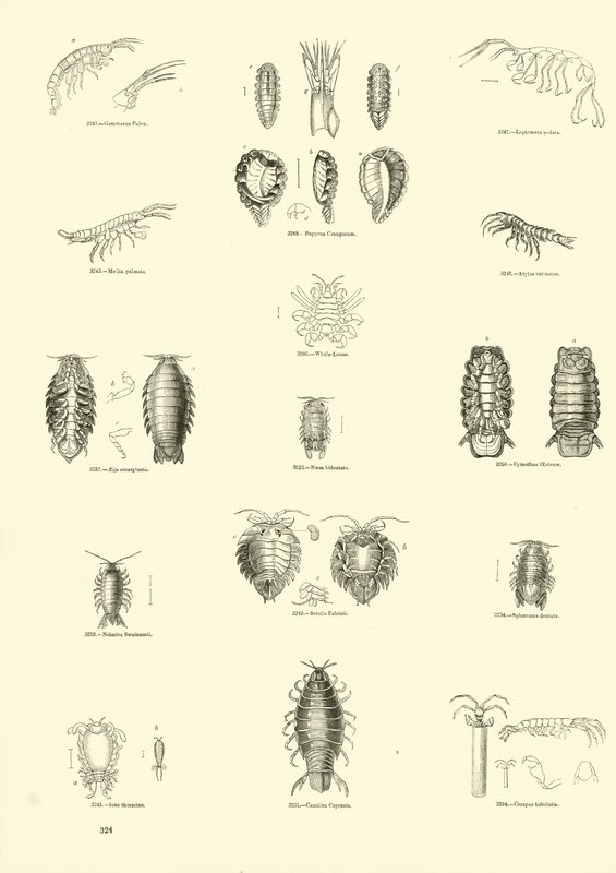 Página de The Pictorial Museum of Animated Nature de English School