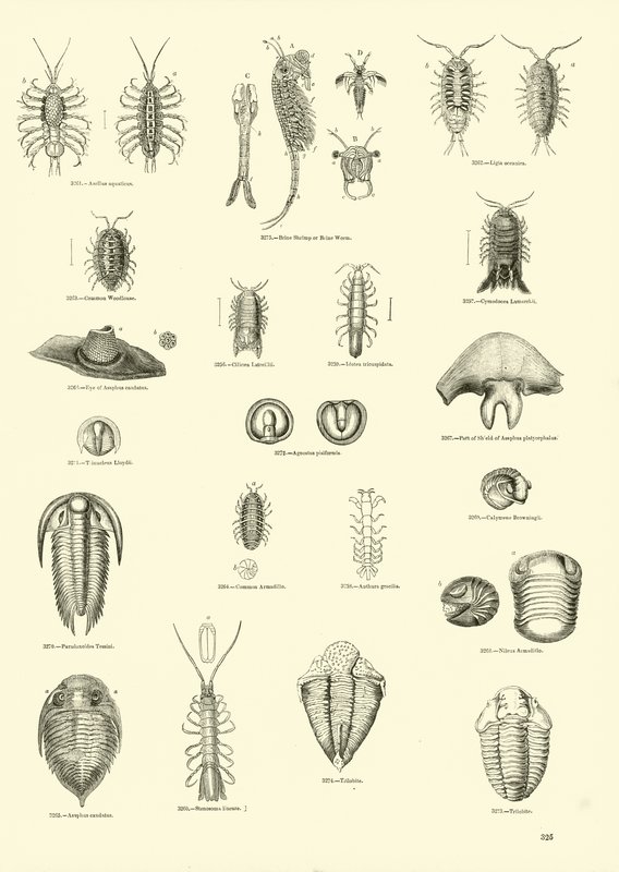 Página de The Pictorial Museum of Animated Nature de English School
