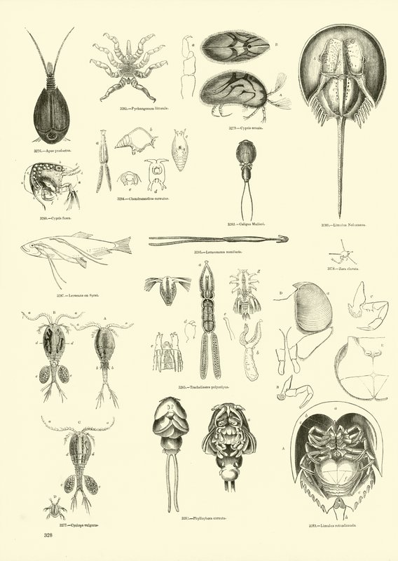 Página de The Pictorial Museum of Animated Nature de English School