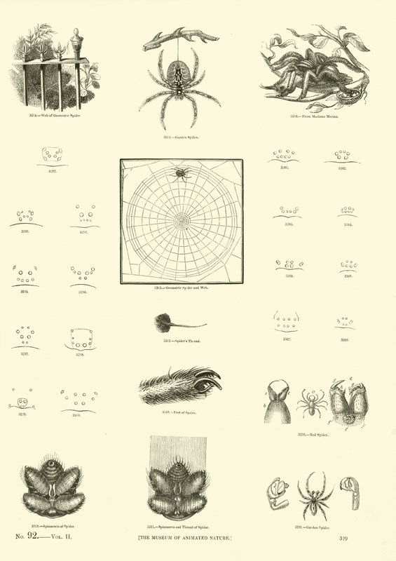 Página de The Pictorial Museum of Animated Nature de English School