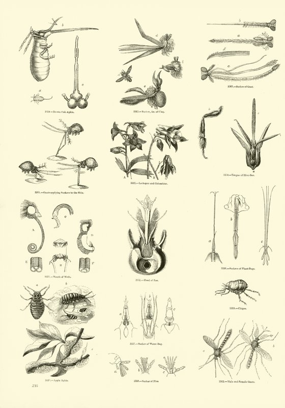 Página de The Pictorial Museum of Animated Nature de English School