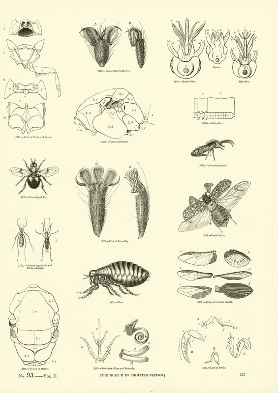 Página de The Pictorial Museum of Animated Nature de English School