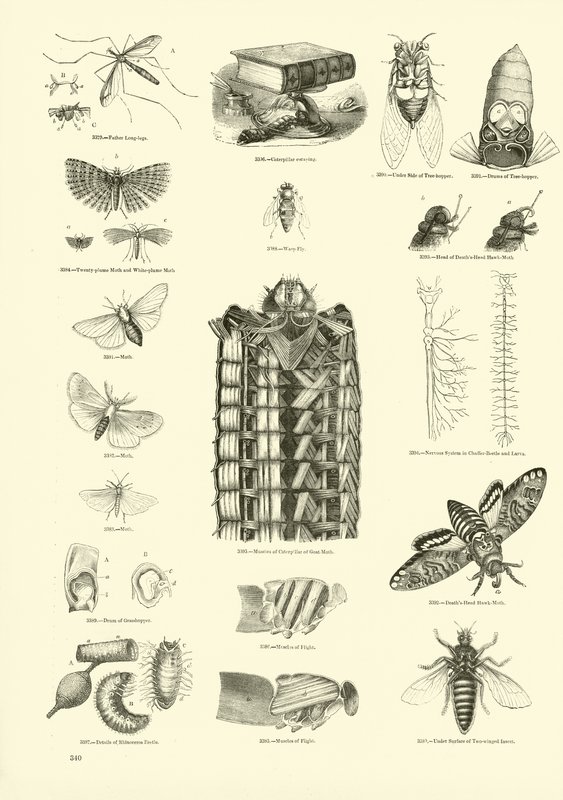 Página de The Pictorial Museum of Animated Nature de English School