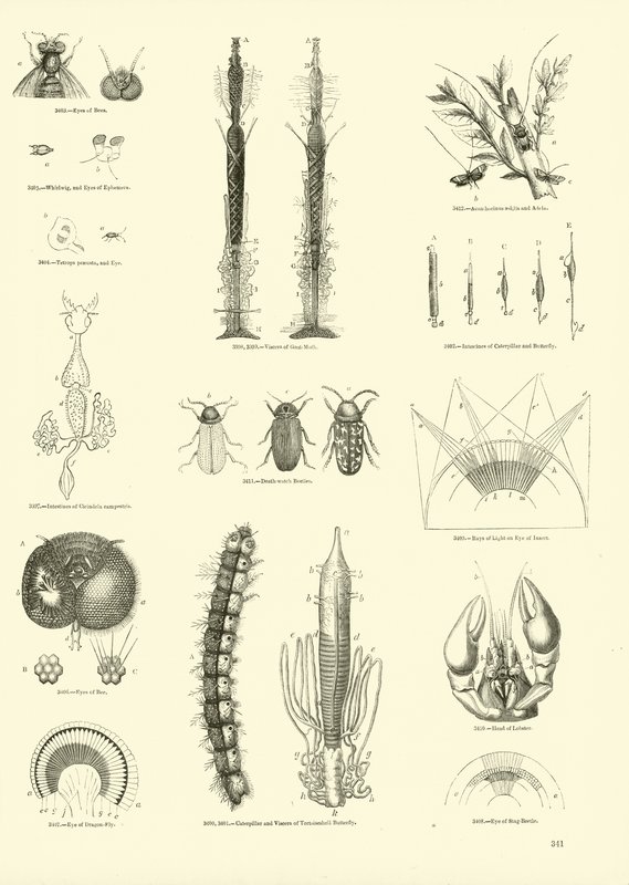 Página de The Pictorial Museum of Animated Nature de English School