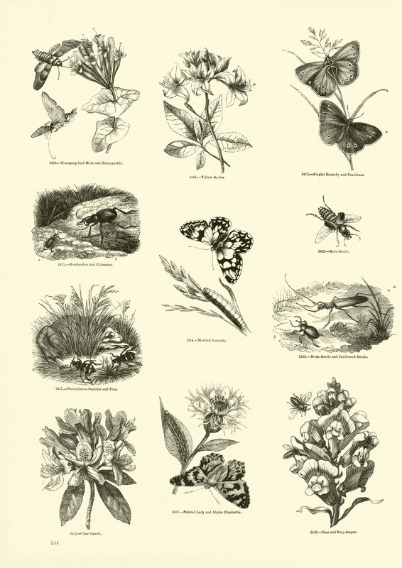 Página de The Pictorial Museum of Animated Nature de English School