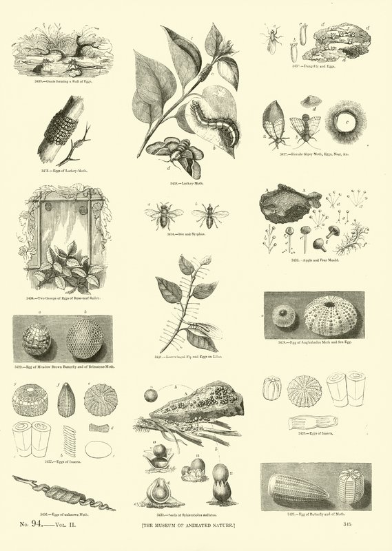 Página de The Pictorial Museum of Animated Nature de English School