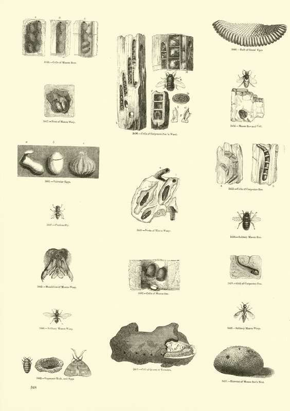 Página de The Pictorial Museum of Animated Nature de English School