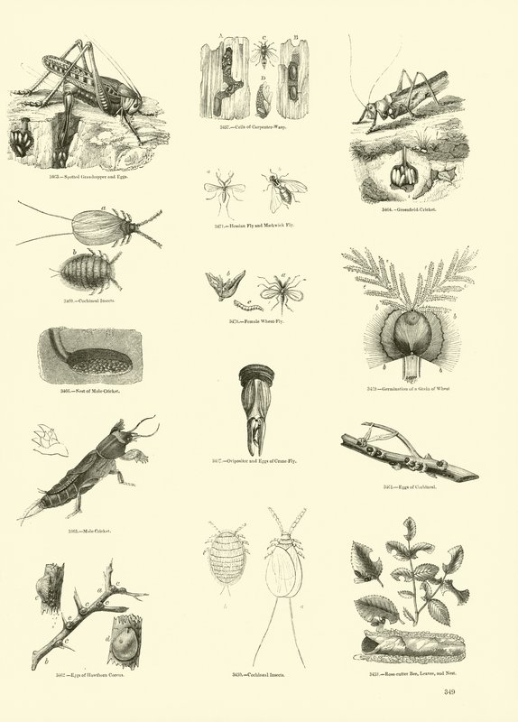 Página de The Pictorial Museum of Animated Nature de English School