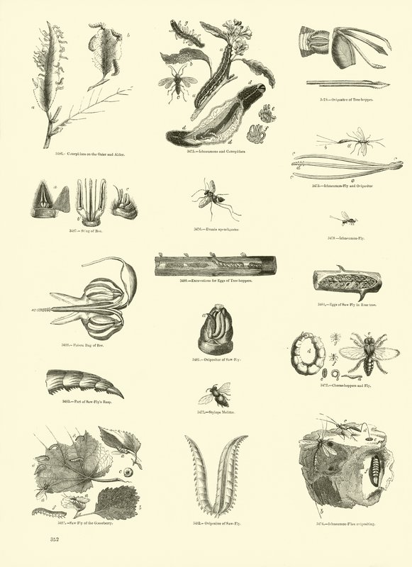 Página de The Pictorial Museum of Animated Nature de English School