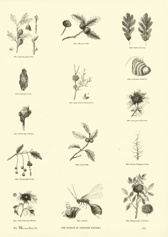 Página de The Pictorial Museum of Animated Nature de English School