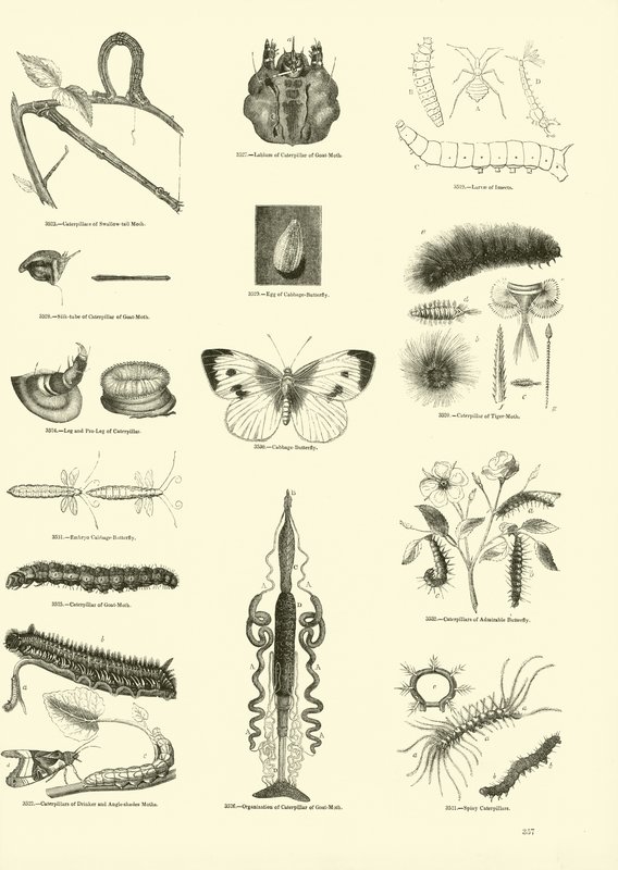 Página de The Pictorial Museum of Animated Nature de English School