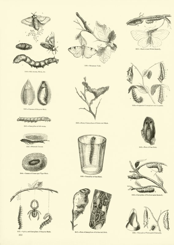 Página de The Pictorial Museum of Animated Nature de English School