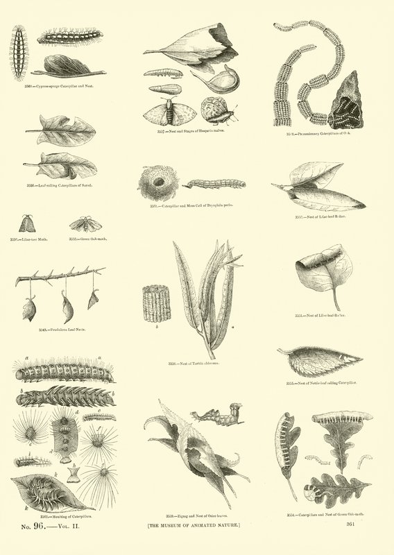Página de The Pictorial Museum of Animated Nature de English School