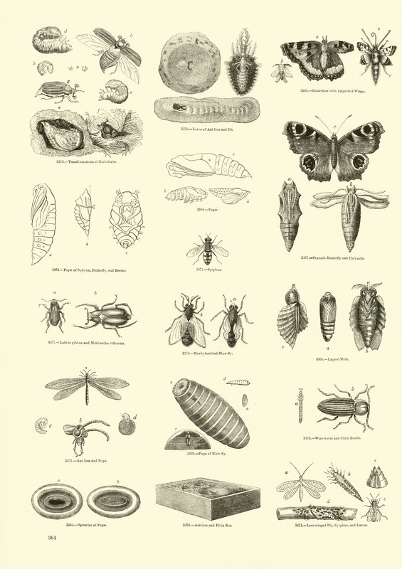 Página de The Pictorial Museum of Animated Nature de English School