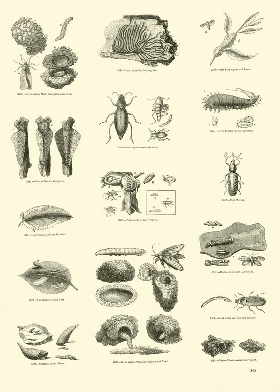 Página de The Pictorial Museum of Animated Nature de English School