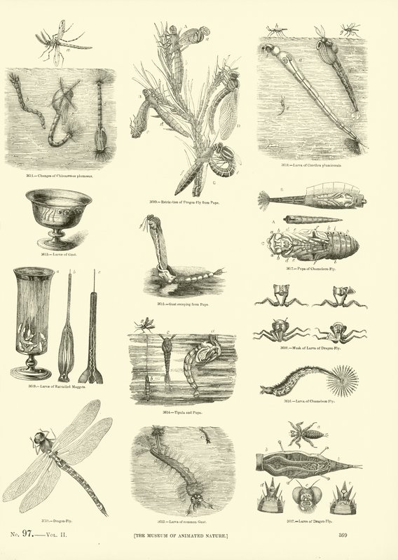 Página de The Pictorial Museum of Animated Nature de English School