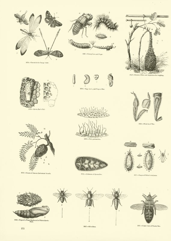 Página de The Pictorial Museum of Animated Nature de English School