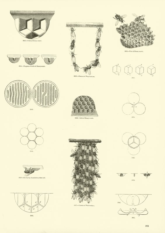 Página de The Pictorial Museum of Animated Nature de English School