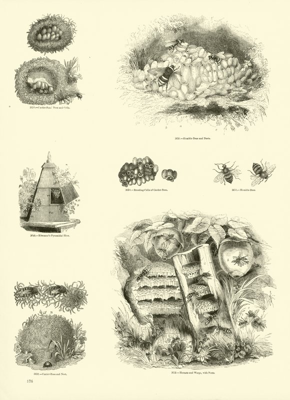 Página de The Pictorial Museum of Animated Nature de English School
