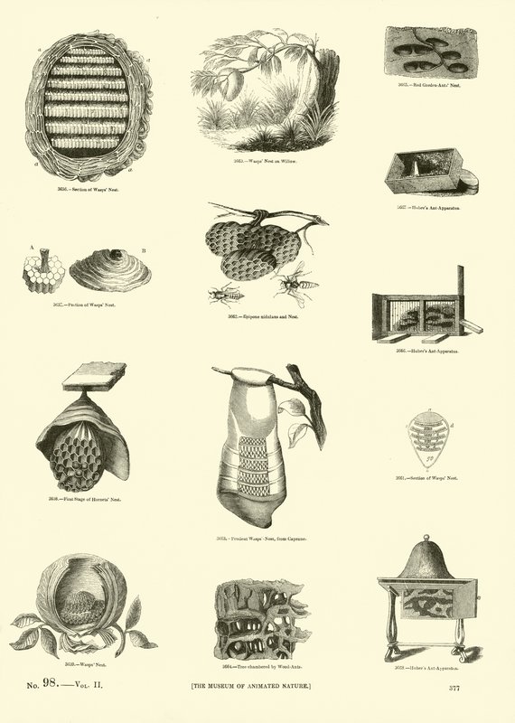 Página de The Pictorial Museum of Animated Nature de English School