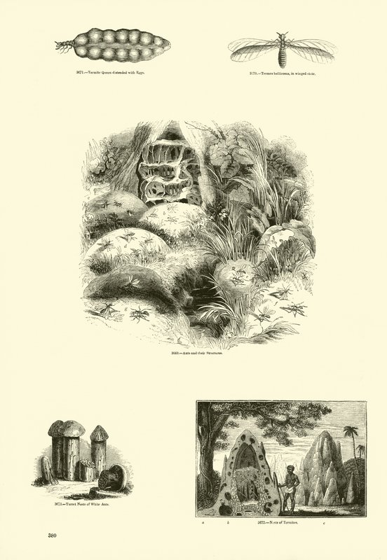 Página de The Pictorial Museum of Animated Nature de English School