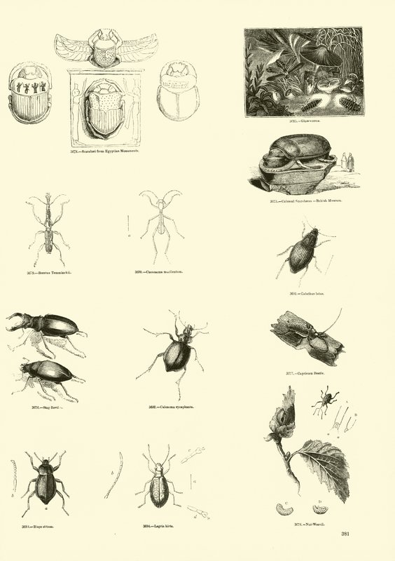 Página de The Pictorial Museum of Animated Nature de English School