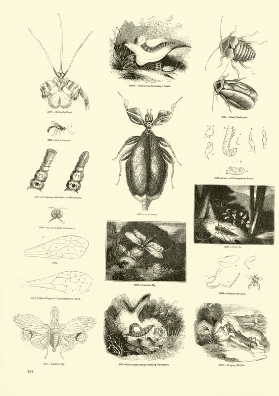 Página de The Pictorial Museum of Animated Nature de English School