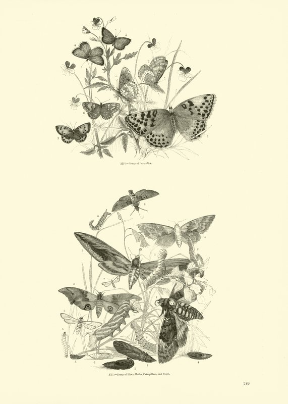 Página de The Pictorial Museum of Animated Nature de English School