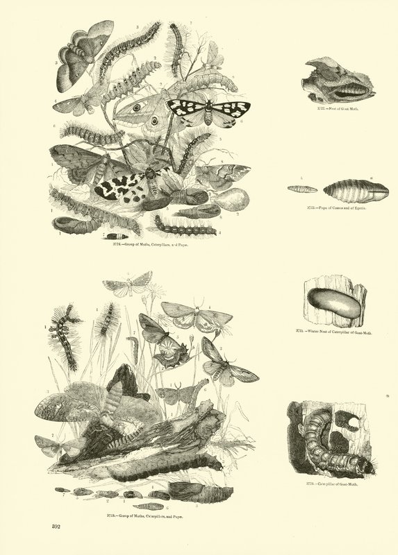 Página de The Pictorial Museum of Animated Nature de English School