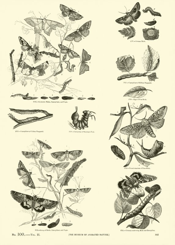 Página de The Pictorial Museum of Animated Nature de English School