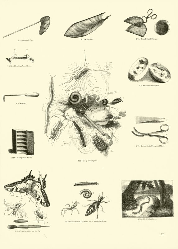Página de The Pictorial Museum of Animated Nature de English School