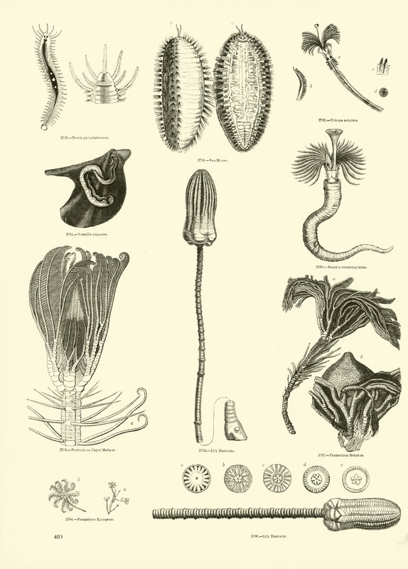 Página de The Pictorial Museum of Animated Nature de English School