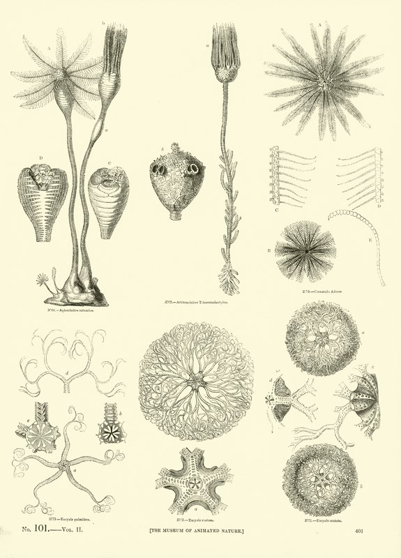 Página de The Pictorial Museum of Animated Nature de English School