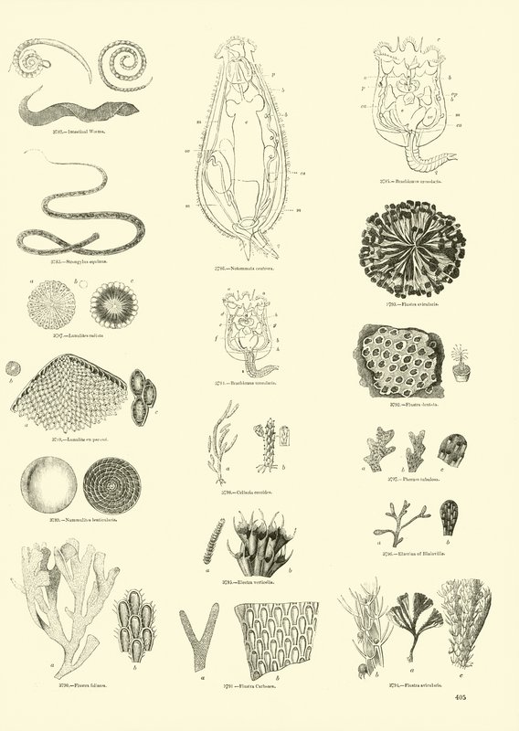 Página de The Pictorial Museum of Animated Nature de English School