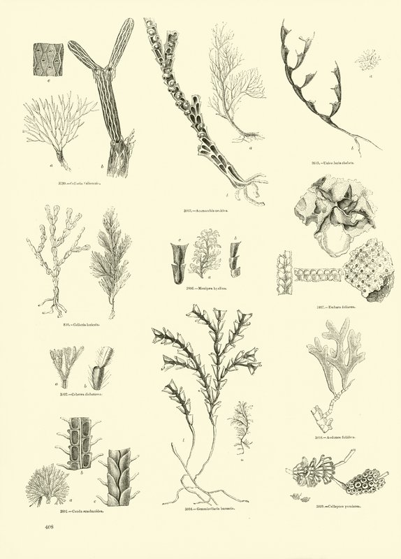 Página de The Pictorial Museum of Animated Nature de English School