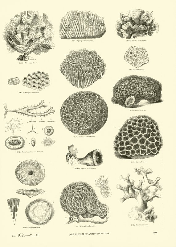 Página de The Pictorial Museum of Animated Nature de English School
