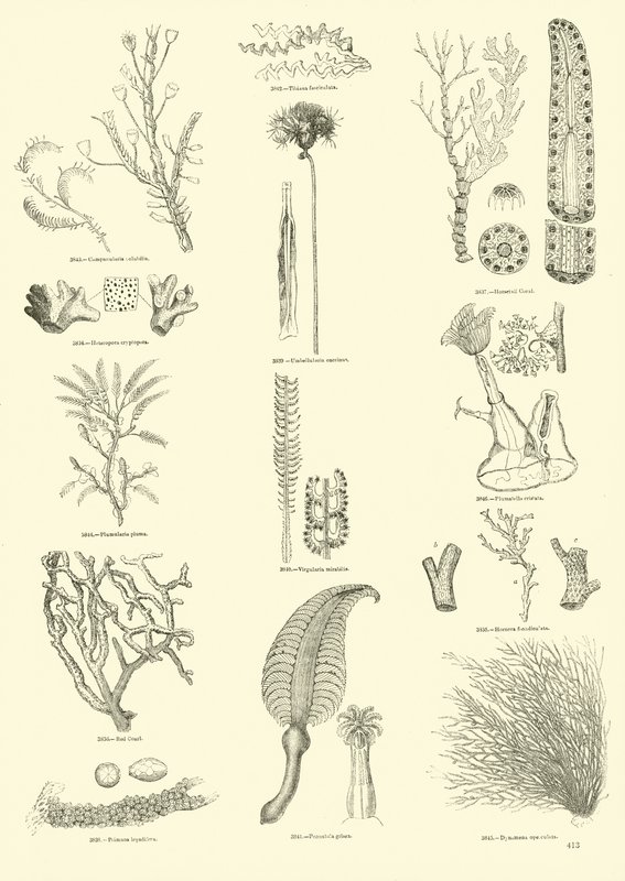 Página de The Pictorial Museum of Animated Nature de English School