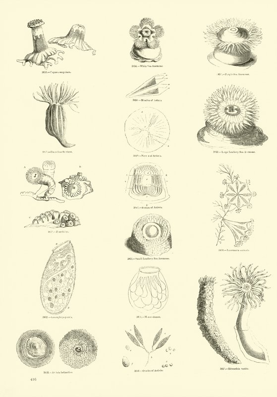 Página de The Pictorial Museum of Animated Nature de English School