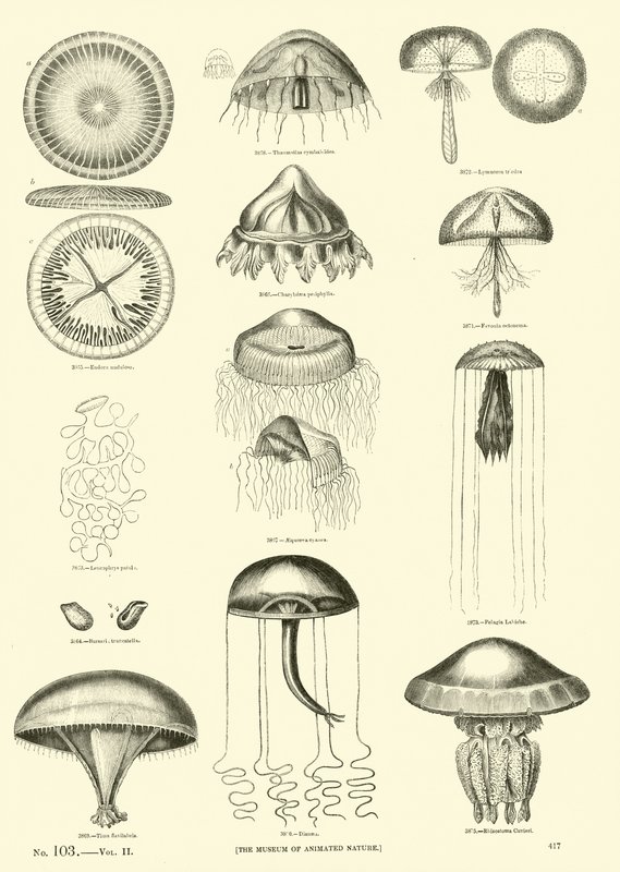 Página de The Pictorial Museum of Animated Nature de English School