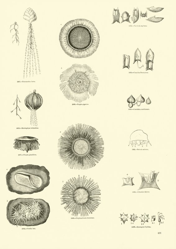 Página de The Pictorial Museum of Animated Nature de English School