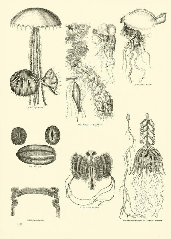 Página de The Pictorial Museum of Animated Nature de English School